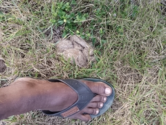 Panthera pardus fusca