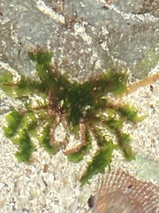Oregonia gracilis