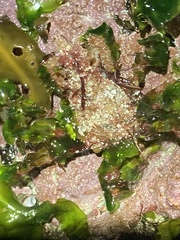 Oregonia gracilis