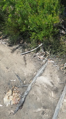 Amphibolurinae