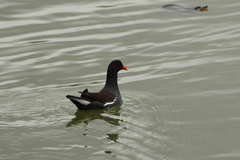 Gallinula galeata
