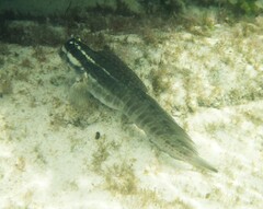 Istiblennius