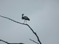 Balearica regulorum