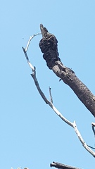 Amphibolurinae
