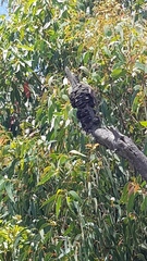 Amphibolurinae