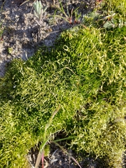 Funaria hygrometrica