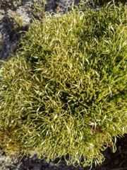 Funaria hygrometrica