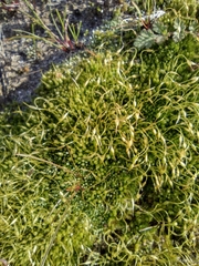 Funaria hygrometrica