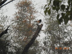 Copsychus malabaricus