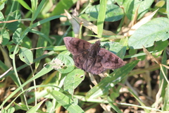 Nisoniades rubescens