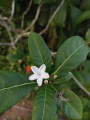 Rauvolfia verticillata