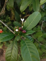 Rauvolfia verticillata