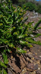 Baeckea imbricata