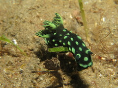Nembrotha cristata