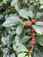 Ilex verticillata