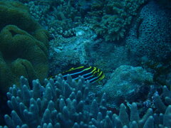 Plectorhinchus vittatus