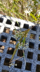 Platysace linearifolia