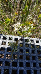Platysace linearifolia
