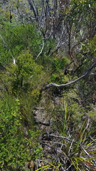 Amphibolurinae