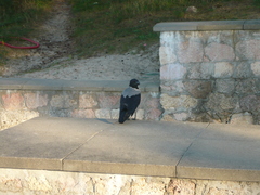 Corvus cornix