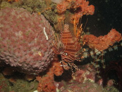 Pterois antennata