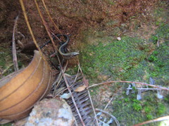 Pholidobolus vertebralis