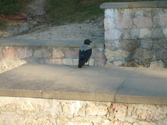 Corvus cornix