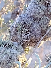 Rhopalomyia medusirrasa