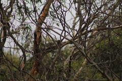 Nesoptilotis flavicollis
