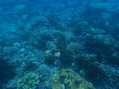 Chaetodon kleinii