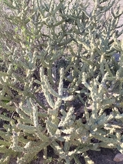 Cylindropuntia bernardina