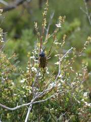Stigmodera macularia