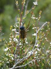 Stigmodera macularia