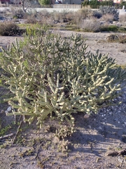 Cylindropuntia bernardina