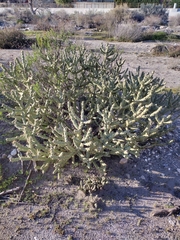 Cylindropuntia bernardina