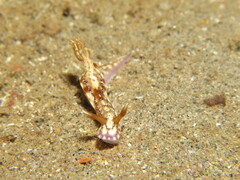 Hypselodoris krakatoa
