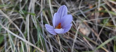 Crocus variegatus