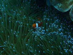 Amphiprion ocellaris