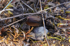 Amphimallon ruficorne