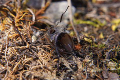 Amphimallon ruficorne