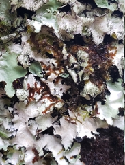 Frullania nisquallensis