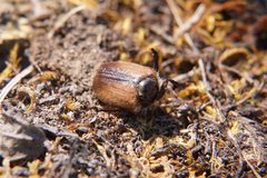 Amphimallon ruficorne