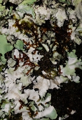 Frullania nisquallensis