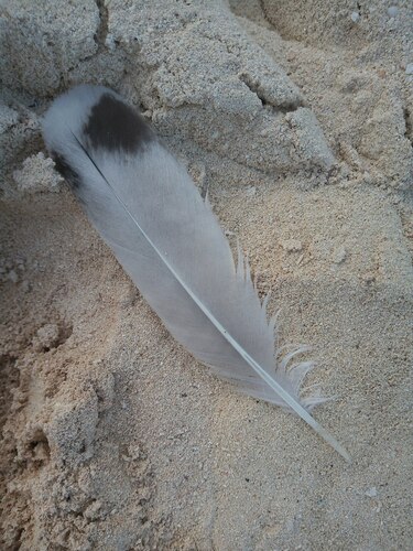 Plume de Mouette atricille