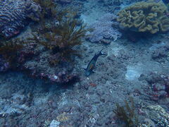 Acanthurus olivaceus