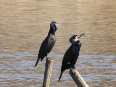 Phalacrocorax carbo hanedae
