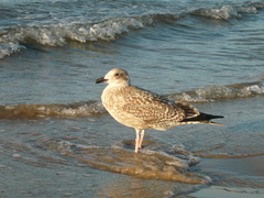 Larus argentatus