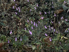 Hypoestes cumingiana