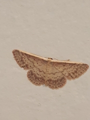 Idaea