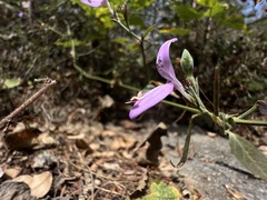 Hypoestes cumingiana